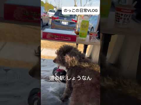 【N-BOX】愛犬とドライブで道の駅へ#道の駅しょうなん#トイプードル #千葉県