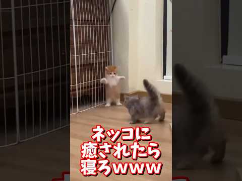 ネッコの動画で癒されたら寝ろｗｗｗ　#2ch #2chまとめ 動物スレ #2ch面白いスレ #動物 #犬 #猫 #癒やし #ねこ動画