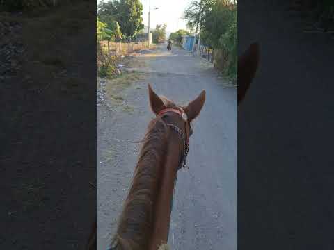 La vida del #ranchero un #caballo y a navegar por los #terrenos  #cerros  #barrancas  #veredas