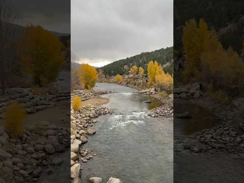 Today on the Homestead: Fall Colors by the Arkansas River | Colorado River Walk #shorts