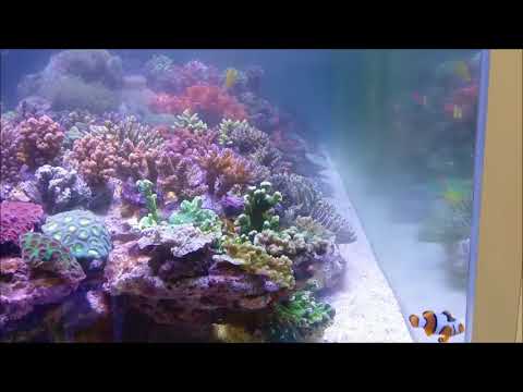 人工黑邊公子小丑和人工特殊紋黑邊公子小丑Percula Clownfish & Mess Lines Percula Clownfish（Captive-Bred）use4K