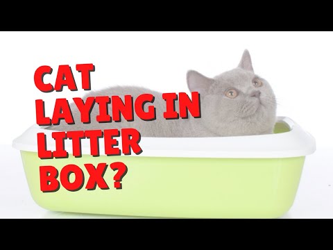 Why Do Cats Sleep In The Litter Box? | Two Crazy Cat Ladies