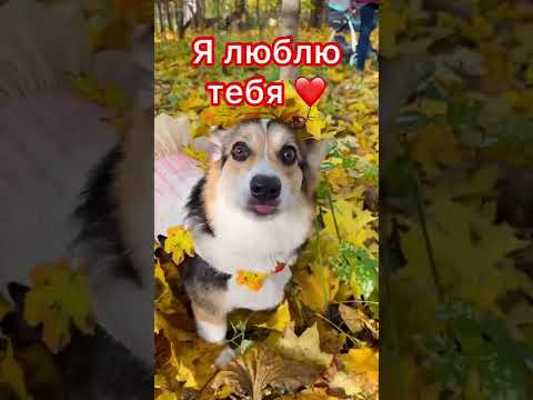 СМЕШНЫЕ ЖИВОТНЫЕ | Я ЛЮБЛЮ ТЕБЯ | ДЛЯ ТВОЕГО ХОРОШЕГО НАСТРОЕНИЯ