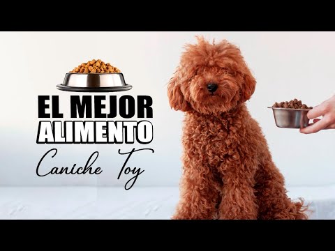 🐶 TODO SOBRE LA COMIDA DE LOS CANICHES TOY 🥕 ¿Qué puede comer? ¿Mejor alimento? ¿Qué no puede comer?