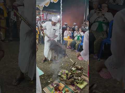 The closing ritual of family temple repurification ceremony#bulelengbali #hindu #ritual