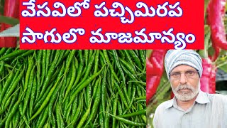 Green chilli cultivation in summer. water,pesticide & fungicide manegment@IndarapuSrinivasrao