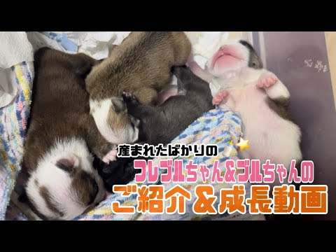 【ご紹介＆成長動画！！】 先日産まれたばかりのブルちゃんとフレブルちゃんの赤ちゃんをお見せします🐶✨✨　7/25編集