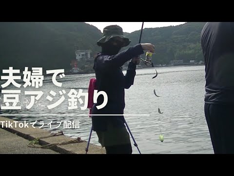 豆アジ釣りライブ配信