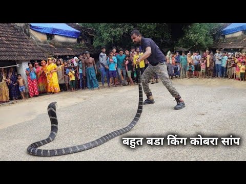 king cobra