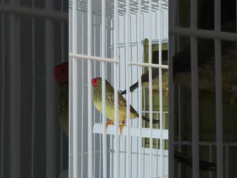 Star finch pair #bird #finches #exoticbird