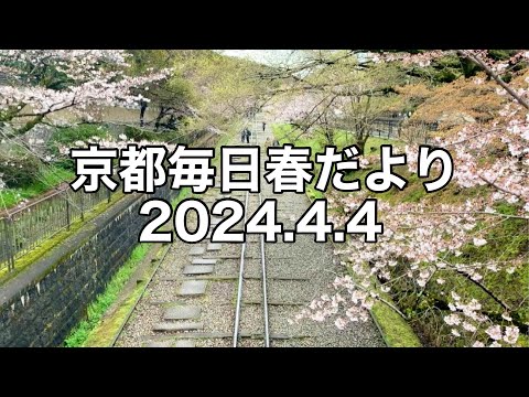 【2024.4.4】京都春の訪れを毎日更新中