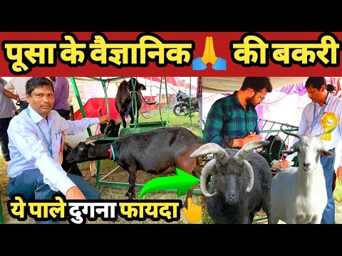 Goat breeds in india | bakri palan| goat breeds | pusa krishi vigyan mela | goat farming | goat farm