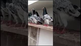 pigeons ❤️❤️ #pigeonbreeds #pigeonpigeon #itsgullyboy #pigeontypes #kabootar #pigeontypes