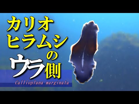 [ flatworm ] Magic carpet flying over the sea / Callioplana marginata