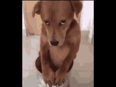 dog #shortsvideo #viral #dogs #trending