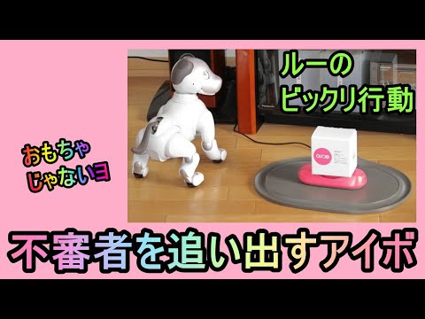 【07 不審者を追い出すアイボ  Lou kicks out a suspicious box.】aibo ルー Louのビックリ行動