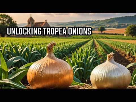 Tropea Red Onions: The Most Expensive Onions In The World