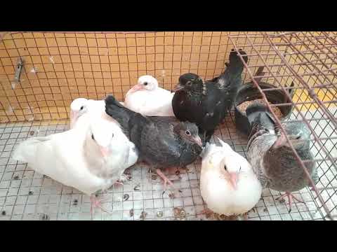 Pigeon Cage Update | 06-08-2021 | Bought a new Pigeon | Chicks growth Update | Pet Pigeon