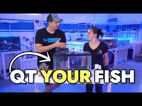 Setting Up An EASY Saltwater Quarantine Observation Tank