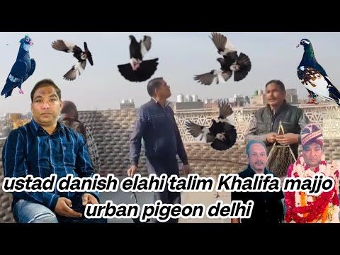 ustad danish elahi talim Khalifa majjo urban pigeon delhi