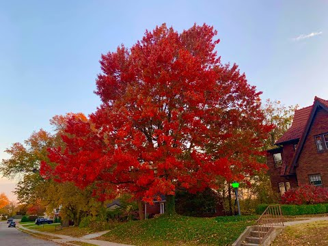 IHLER 2022  Autumn Driveway