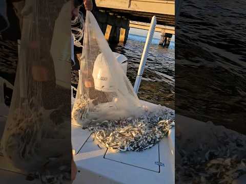 Catching Bait at The Skyway Fishing Pier