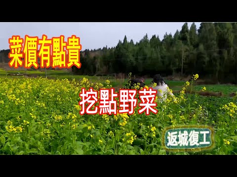 Dig Wild Vegetables, Quiet rural life，中国乡村生活【阿云网事】#29