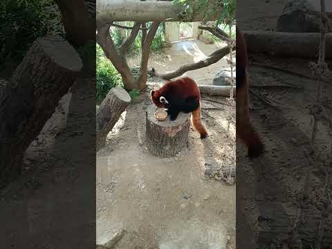 Red panda