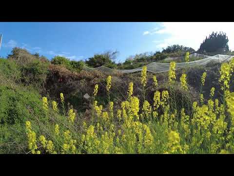 【再エンコード無し版】立体音響実験　海辺の鳥の声