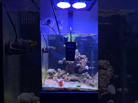 Reef Tank PAR Test Dano Plus best budget 150$ par meter for Saltwater Aquarium