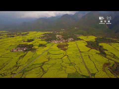 航拍：油菜花开春来早 云岭大地披金装