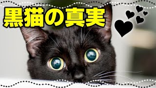 【黒猫を迎えるべき理由】黒猫の魅力とミステリアスな真実10選