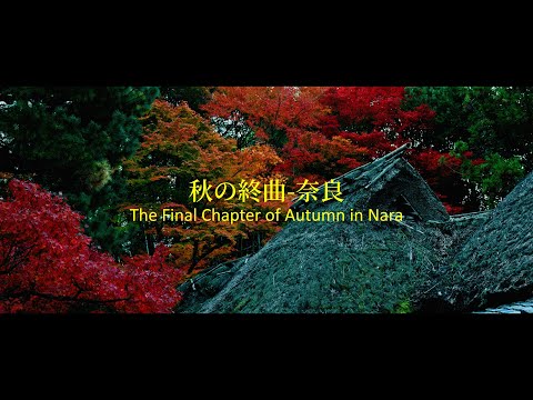 The Final Chapter of Autumn in Nara of Japan.丨Sony ZV-E1丨 秋の終曲-奈良