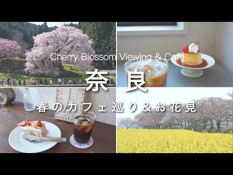 Nara vlog] Spring Cherry Blossom Viewing & Cafe Tour vlog