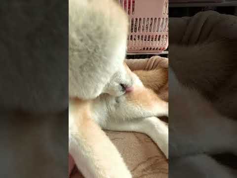 くつろぐ留奈ちゃん【介助犬と桃にゃん】 #柴犬介助犬 #介助犬るな #介助犬と桃にゃん #介助犬 #shiba #dog #cutedog