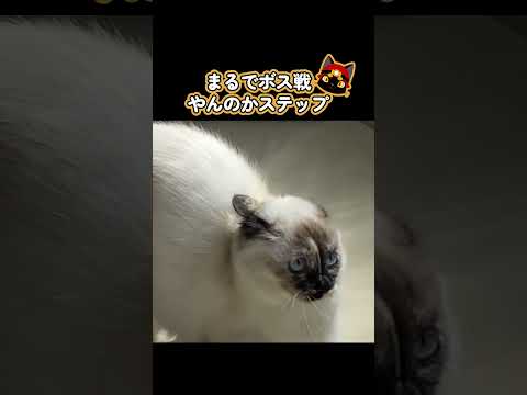 猫「や～ったろか、や～ったろ………カッ！！！！」　やる気まんまんなやんのかステップと冷静な猫