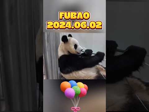 FUBAO，2024.06.02