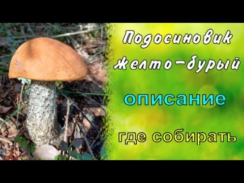 Подосиновик желто-бурый. Описание. Где собирать.