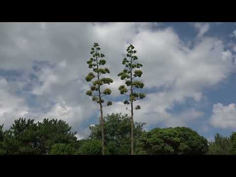 ワイエムエス　フレンドリー　海の中道海浜公園のマリーゴールドとアガペ（福岡市）　2024/07/22