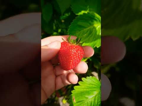 picking #strawberries from the #garden #shorts #homegarden #subscribe