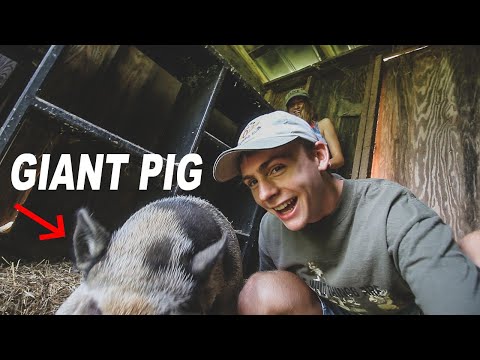 WE FOUND A 300LB PIG??!