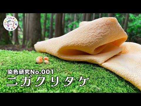 【いろらぼ】染色研究No.001ニガクリタケー京都大学芦生研究林ー