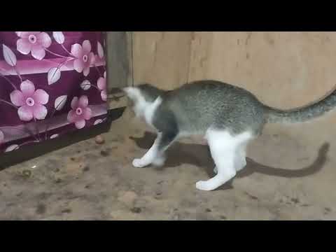 Cute kitten playing with potato in village kitchen