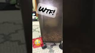 Wtf is in the dog food? #best #omgpage #omg #viral #mice #miceboardstreamtv #mouse #mouselooping