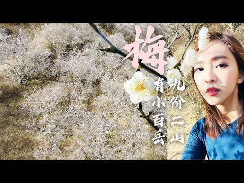 這雪不會融！"梅吹雪"紛飛！ 梅花步道九份二山小百岳