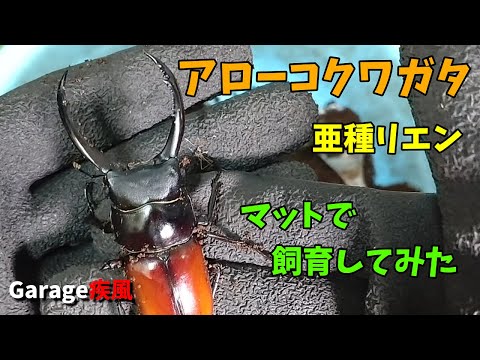 アローコクワガタ羽化　亜種リエン　マットで飼育してみた　#クワガタ