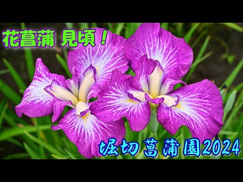 【4K】「花菖蒲」見頃！！@堀切菖蒲園2024