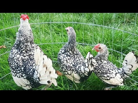 Silver Sebright Pullets for Sale || Sebright Chicken