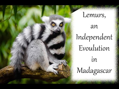 Lemurs, an independent evolutionary path in Madagascar