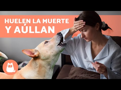 ¿Los PERROS PRESIENTEN LA MUERTE de las personas? 🐶💀 ¡Así reaccionan y avisan!